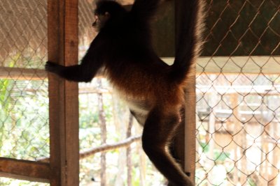 monkeys_107.JPG