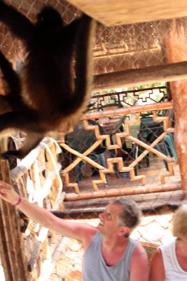 monkeys_110.JPG