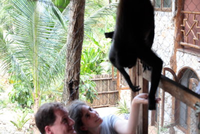 monkeys_112.JPG