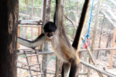 monkeys_117.JPG