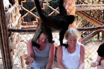 monkeys_118.JPG