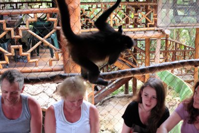monkeys_120.JPG