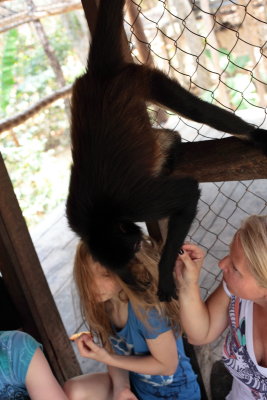 monkeys_141.JPG