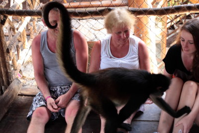 monkeys_157.JPG