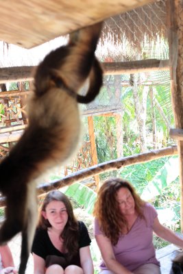 monkeys_209.JPG