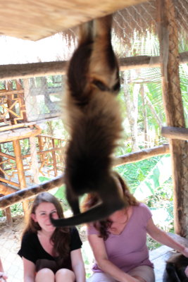 monkeys_210.JPG