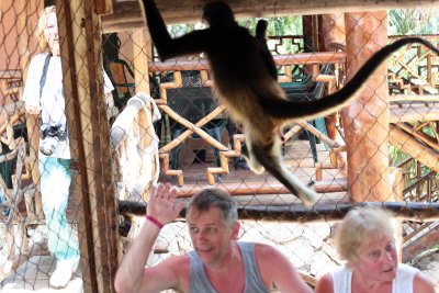 monkeys_247.JPG