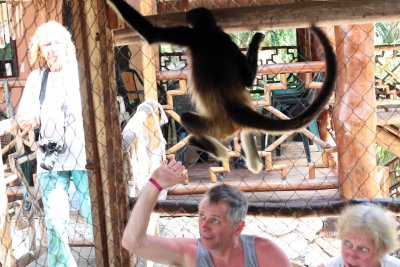 monkeys_248.JPG
