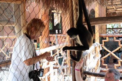 monkeys_249.JPG