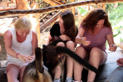 monkeys_251.JPG