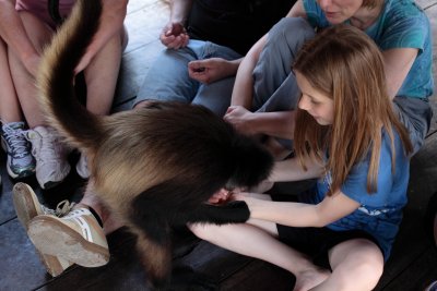 monkeys_256.JPG