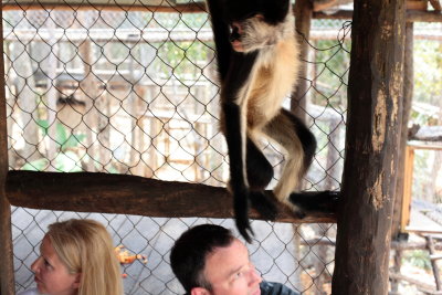 monkeys_265.JPG