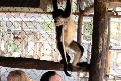 monkeys_266.JPG