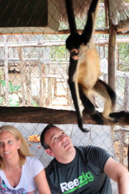monkeys_267.JPG