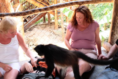monkeys_331.JPG