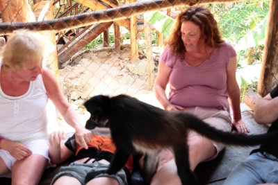 monkeys_332.JPG