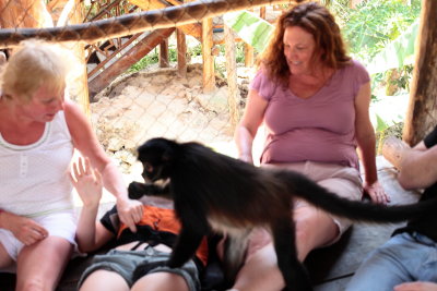 monkeys_333.JPG