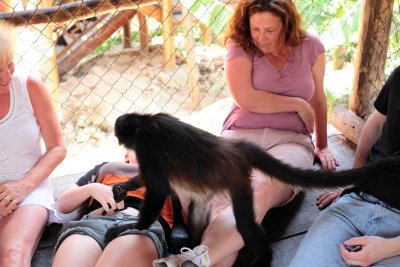 monkeys_335.JPG