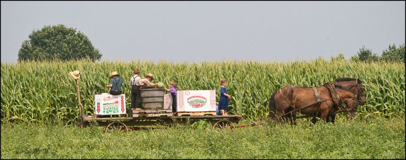 Picking Watermelons