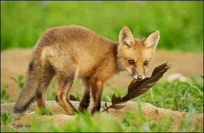 fox_cubs_2012