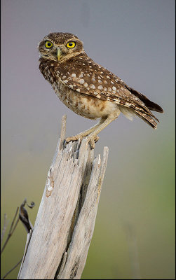 BurrowingOwl-email.jpg