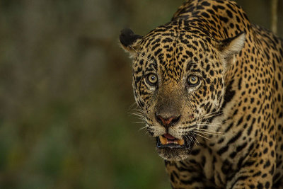 Jaguar