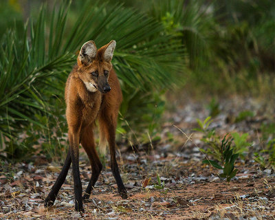 Maned Wolf