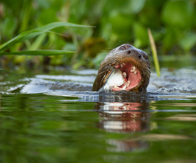 Otter3.jpg