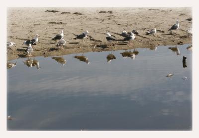 seagulls