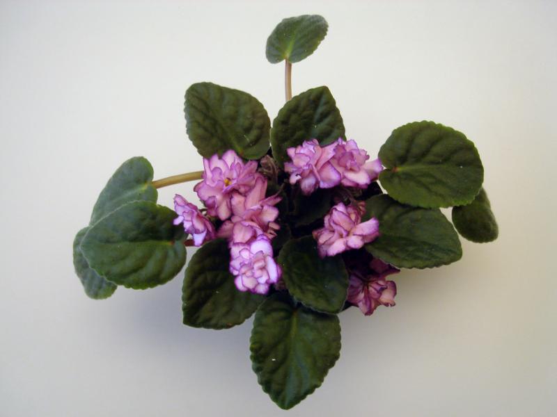 African Violet (looks like Robs Heat Wave)