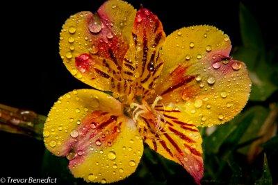 Alstroemeria or Peruvian Lily