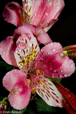 Alstroemeria or Peruvian Lily
