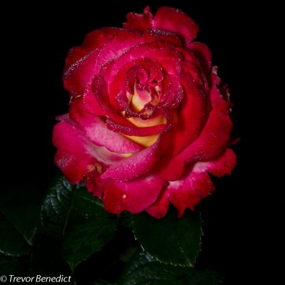 International Rose Test Garden Oregon