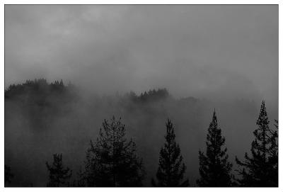 Morning fog in Pfieffer Big Sur State Park