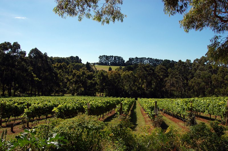 The vine bears three kinds of grapes: the first of pleasure, the second of intoxication, the third of disgust. -Diogenes 