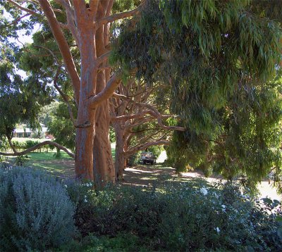 There is always music amongst the trees in the garden...