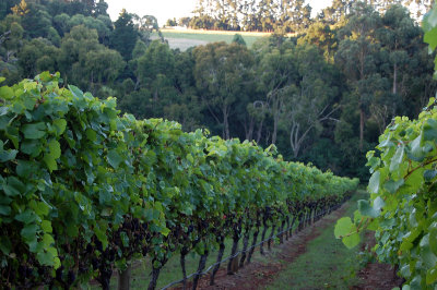 One of the disadvantages of wine is that it makes a man mistake words for thoughts. -  Samuel Johnson