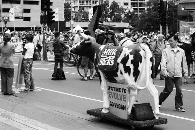 Freeda the Freedom Cow is turning heads on Swanston walk