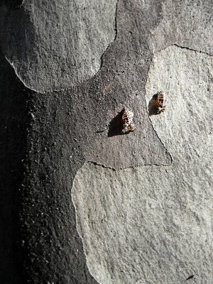 Every beetle is a gazelle in the eyes of its mother. -Moroccan saying