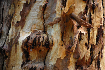 Gravity is only the bark of wisdom's tree but it preserves it. -Confucius