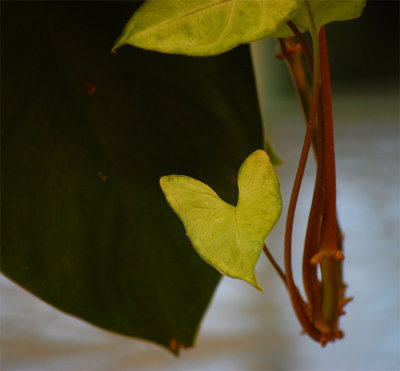 Today is a new day, turning over a new leaf, not holding grudges.