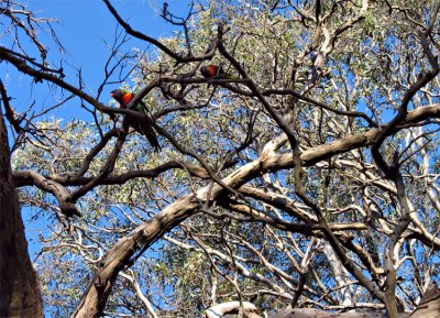 Feeding and playground of two noisy birds