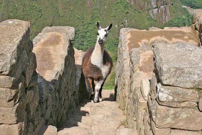 A current resident of Machu Picchu
