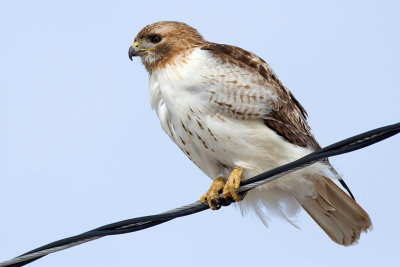 red-tailed hawk 306