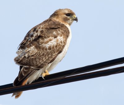 red-tailed hawk 307