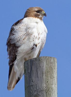 red-tailed hawk 308