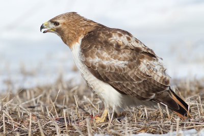 red-tailed hawk 309