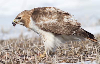 red-tailed hawk 310