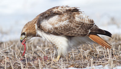 red-tailed hawk 311