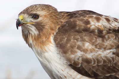 red-tailed hawk 314